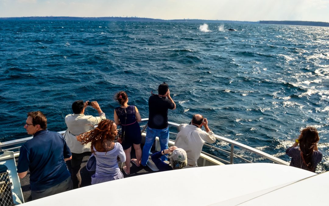 Why Whale Watching in Sydney is Crucia? | Sydney Princess Cruises